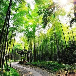 A scenic view of anji bamboo expo garden