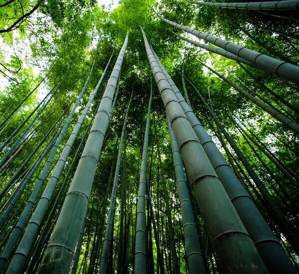 A scenic view of anji bamboo expo garden