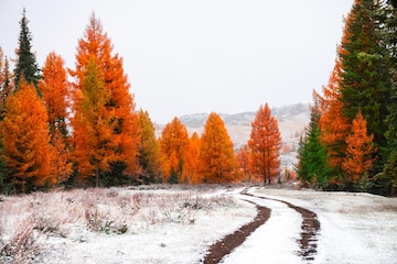 A scenic view of autumn snow studio