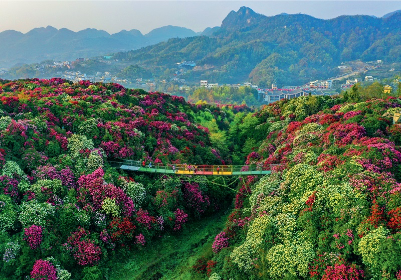 Discover the Serenity of Baili Azalea Scenic Area: A Photographer’s Paradise