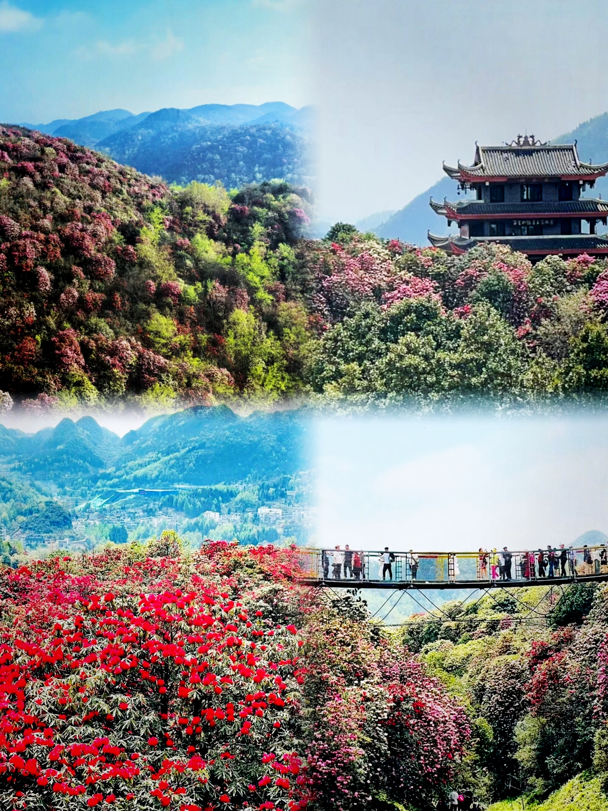 A scenic view of baili azalea scenic area