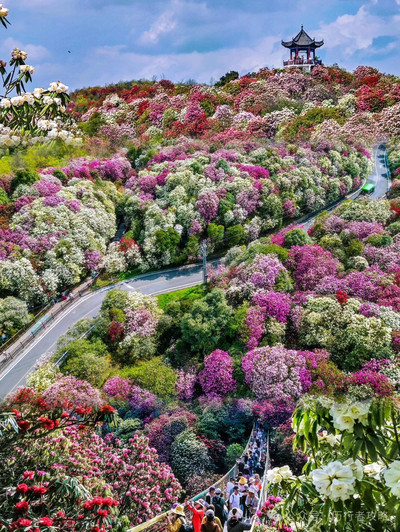 A scenic view of baili azalea scenic area