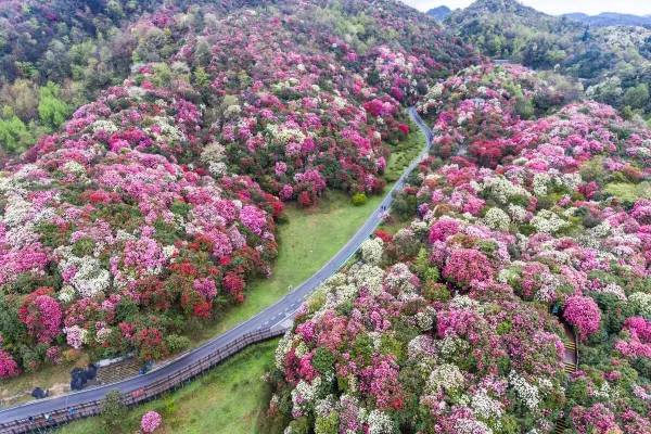 A scenic view of baili azalea scenic area