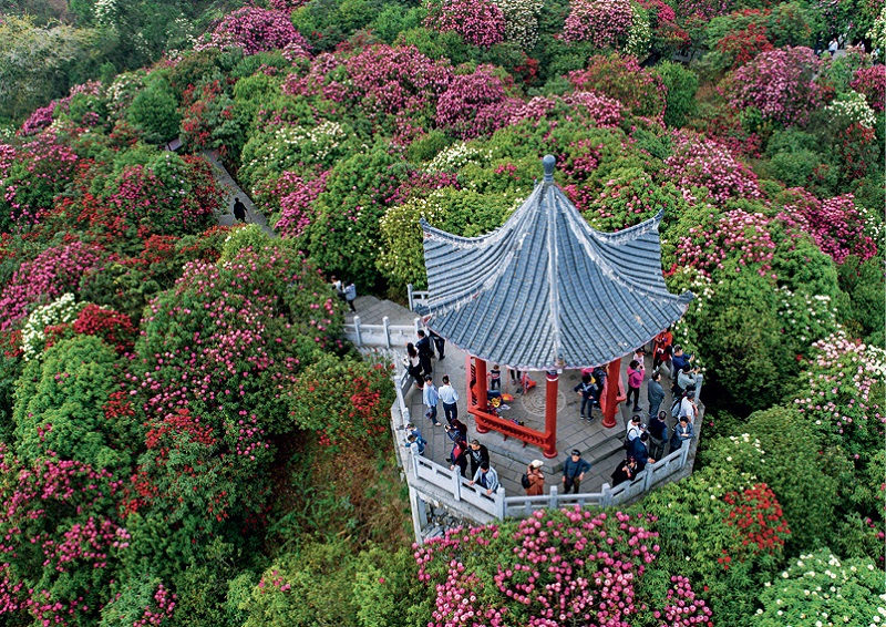A scenic view of baili azalea scenic area