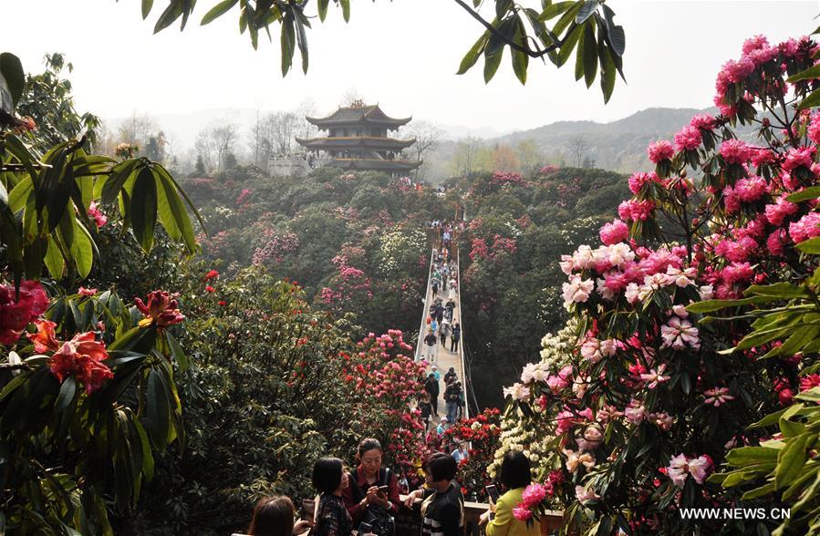 A scenic view of baili azalea scenic area