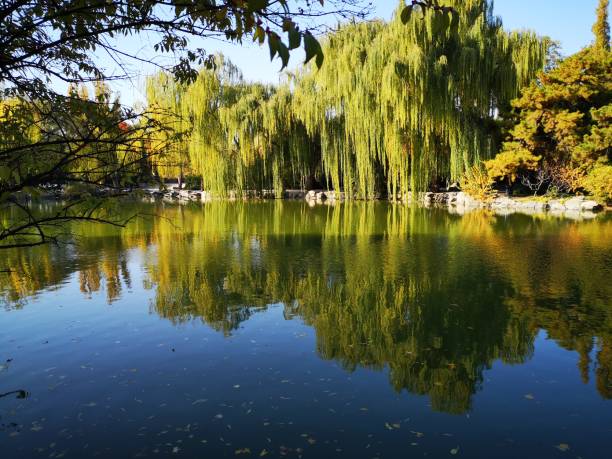 Top 10 Must-See Animals at Beijing Zoo