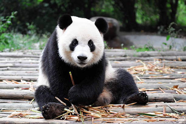 A scenic view of beijing_zoo