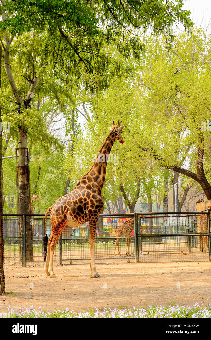 A scenic view of beijing_zoo