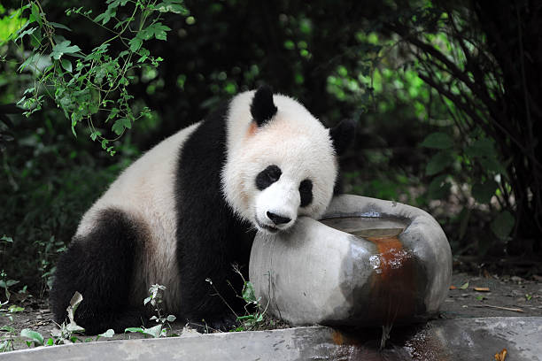 A scenic view of beijing_zoo
