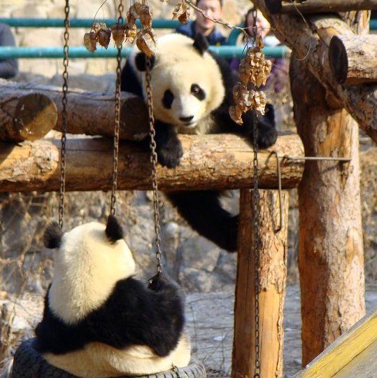A scenic view of beijing_zoo
