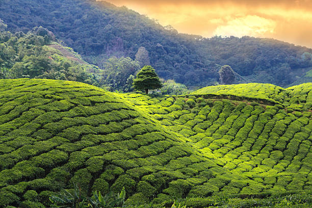 A scenic view of Biancheng Tea Plantation
