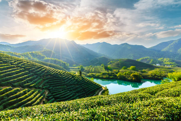 A scenic view of Biancheng Tea Plantation