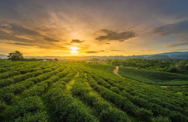 A scenic view of Biancheng Tea Plantation