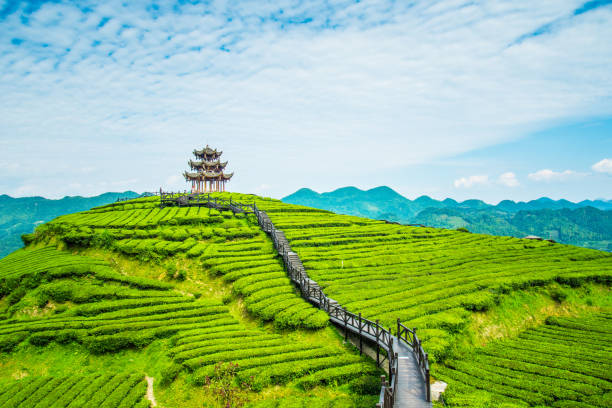 The Art of Tea: Exploring the Rich Culture of Biancheng Tea Plantation