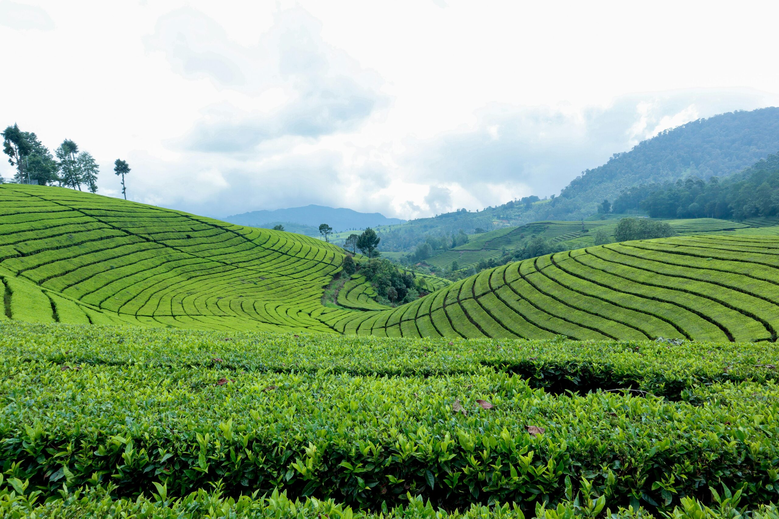 A scenic view of Biancheng Tea Plantation