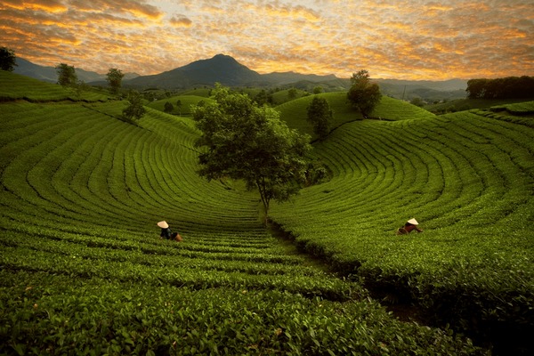 A scenic view of Biancheng Tea Plantation