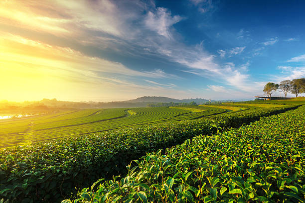 A scenic view of Biancheng Tea Plantation