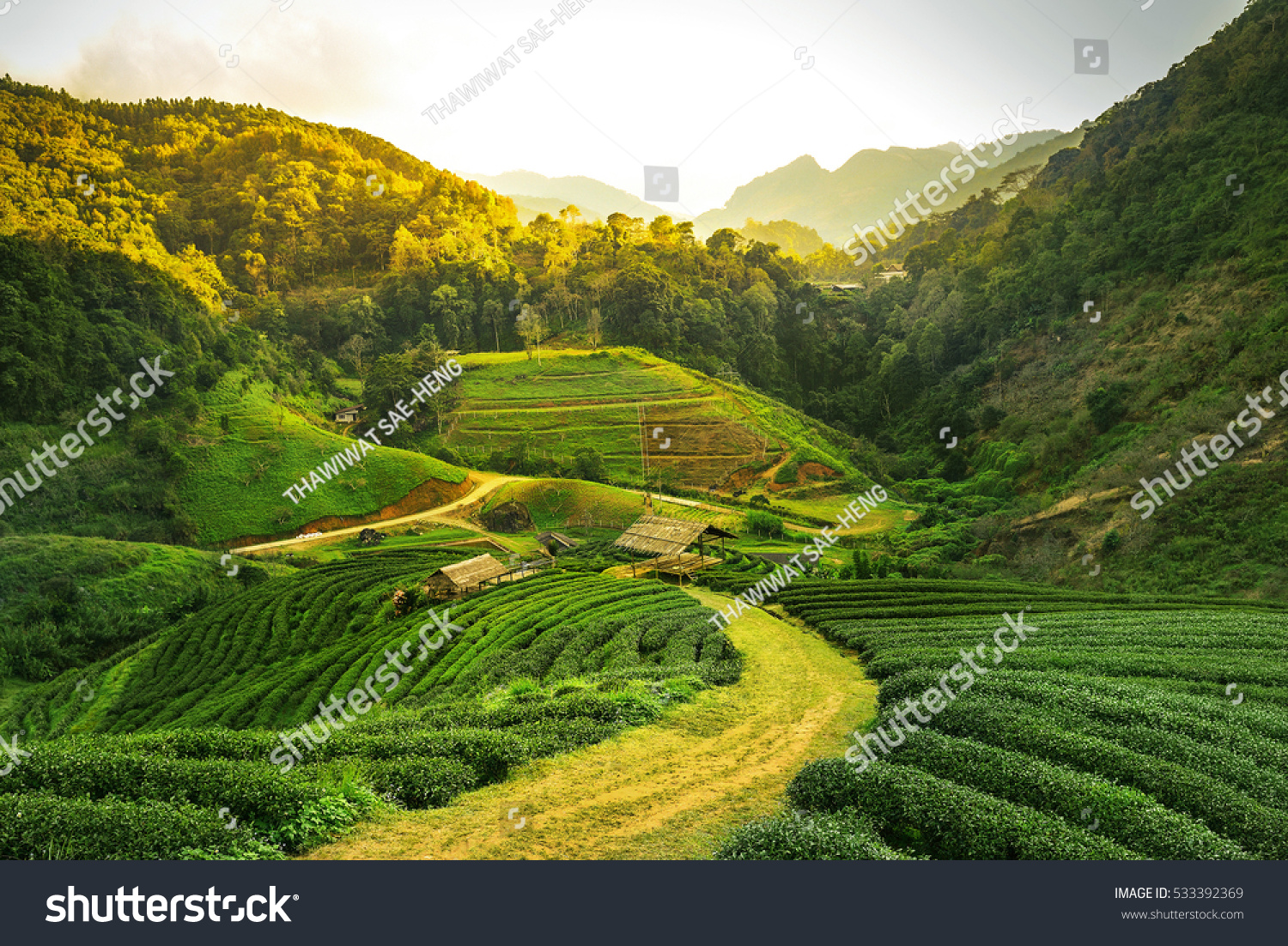 A scenic view of Biancheng Tea Plantation