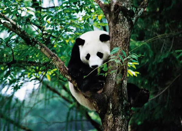 Bifengxia Scenic Area: The Perfect Destination for Hiking, Photography, and Relaxation