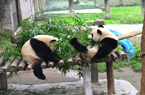 A scenic view of chongqing_zoo