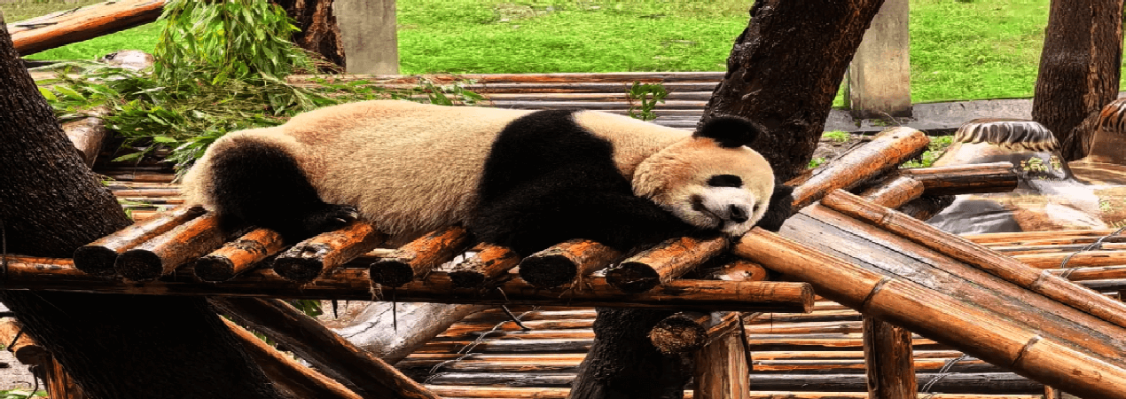 A scenic view of chongqing_zoo