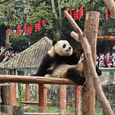 A scenic view of chongqing_zoo