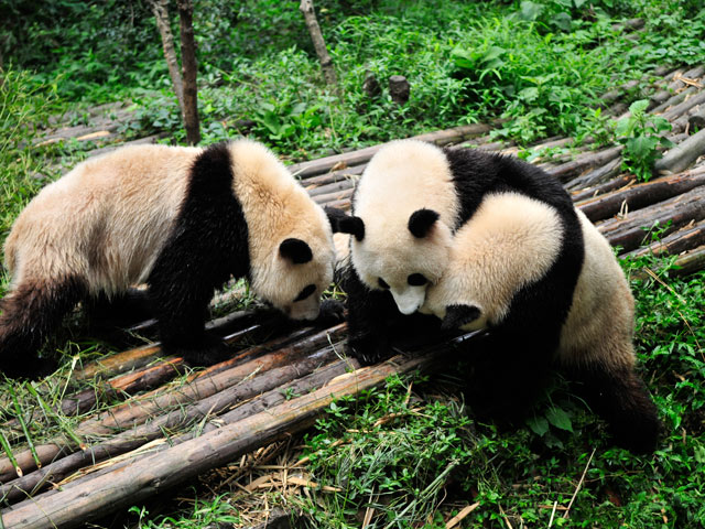 Chongqing Zoo: Experience the Thrill of Animal Kingdom in the Heart of China