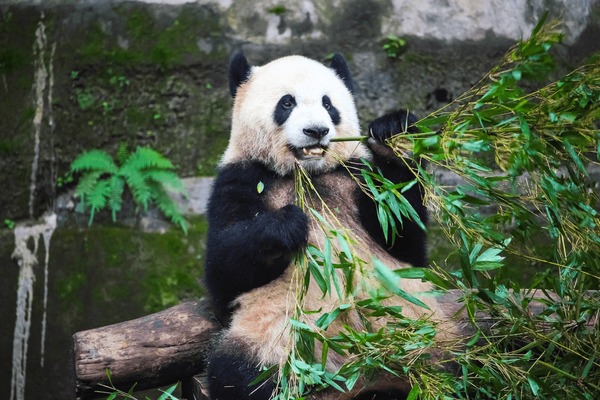 A scenic view of chongqing_zoo