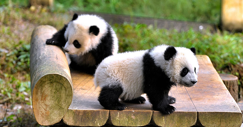 A scenic view of chongqing_zoo
