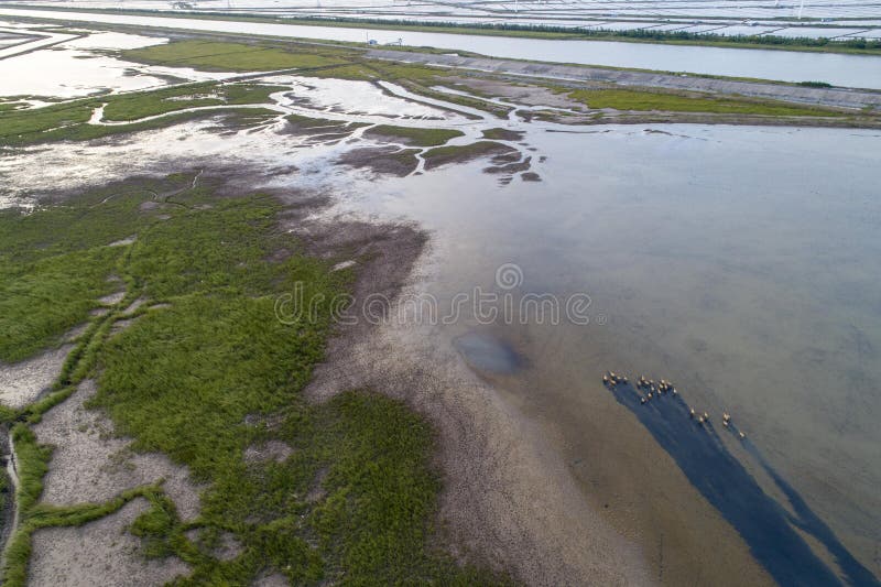 A scenic view of dafeng milu nature reserve