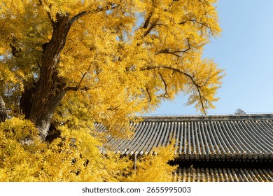 A scenic view of dajue_temple