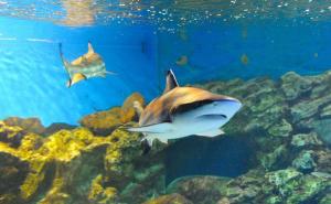 A scenic view of dalian_tiger_beach_ocean_park