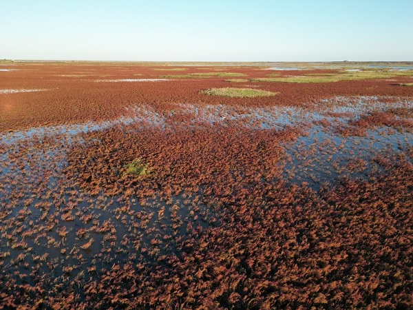 A scenic view of Dongying Yellow River Delta