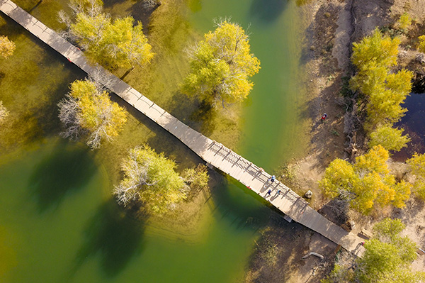A scenic view of ejin_populus_euphratica_forest_tourism_area