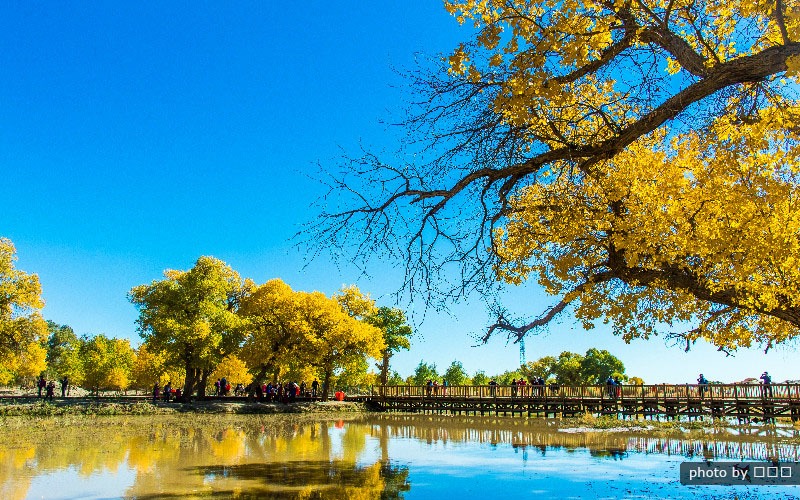 A scenic view of ejin_populus_euphratica_forest_tourism_area