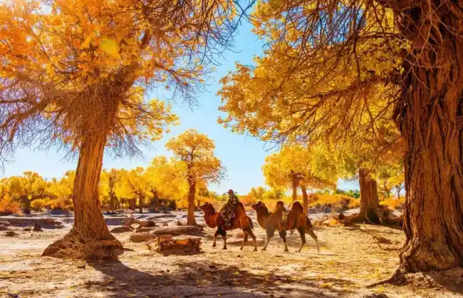 A scenic view of ejin_populus_euphratica_forest_tourism_area