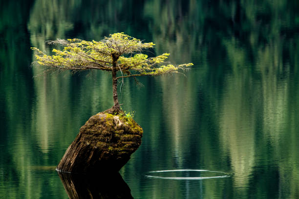 Unveiling Fairy Lake: Your Ultimate Guide to This Breathtaking Destination