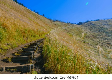 A scenic view of golden_and_silver_grassland
