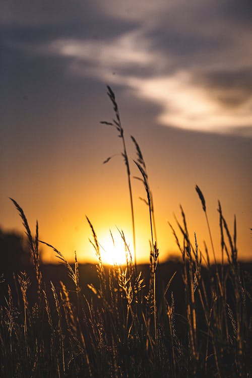 A scenic view of golden_and_silver_grassland