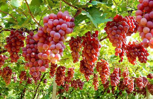 A scenic view of grape valley turpan