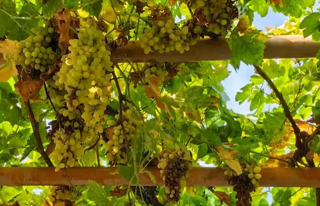 A scenic view of grape valley turpan