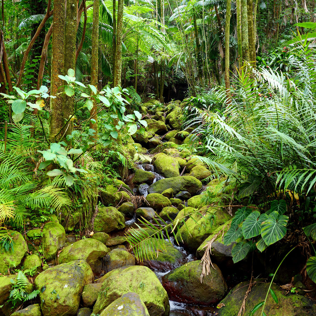 A scenic view of haikou_tropical_wildlife_park_and_botanical_garden