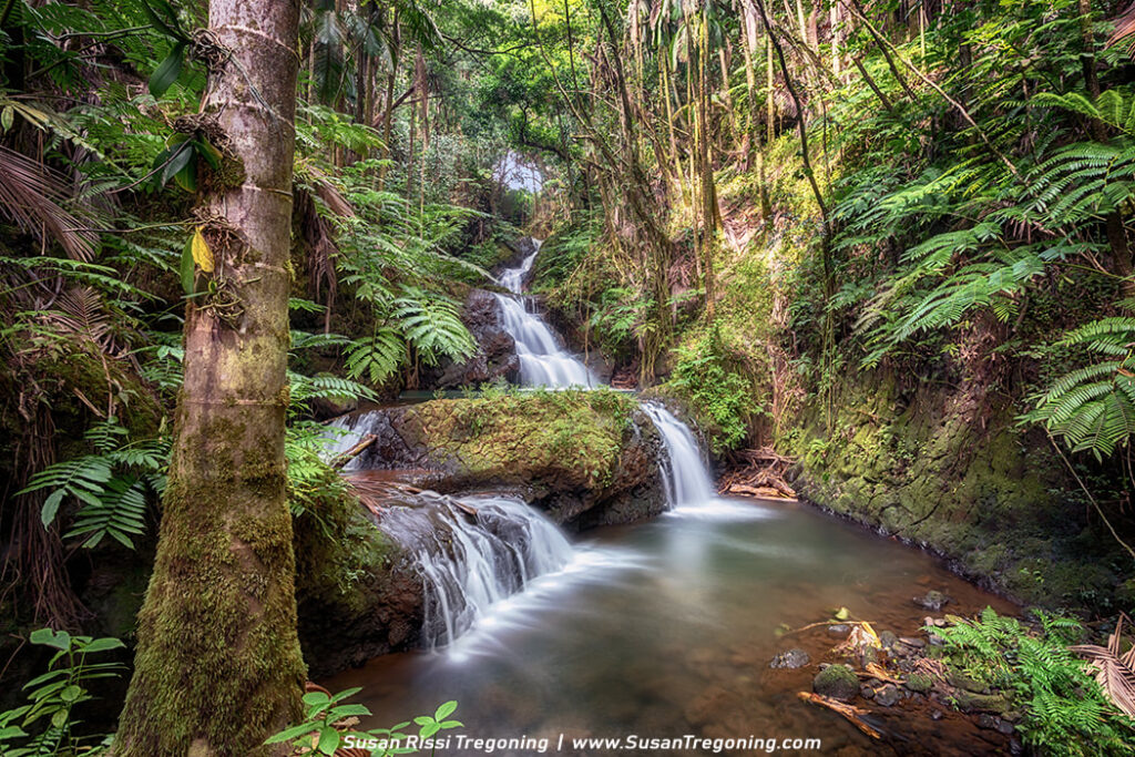 Unveiling Haikou’s Hidden Gems: A Guide to Tropical Wildlife Park and Botanical Garden