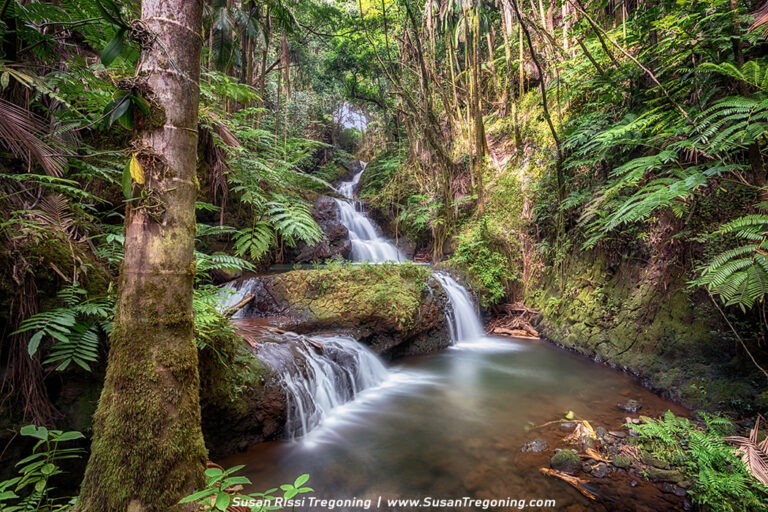 Unveiling Haikou’s Hidden Gems: A Guide to Tropical Wildlife Park and Botanical Garden