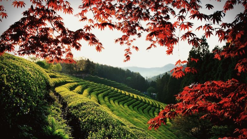 A scenic view of han culture scenic area
