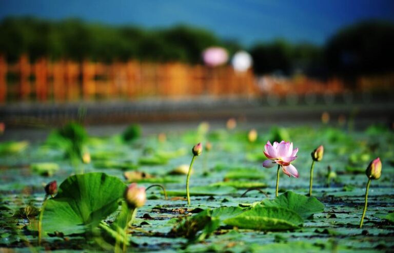 A Cultural Journey Through Heixiazi Island’s Rich Heritage