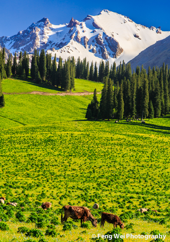 A scenic view of hemusitai grassland