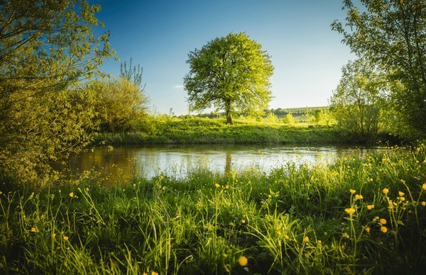 Explore the Vibrant Flora and Fauna of Hemusitai Grassland