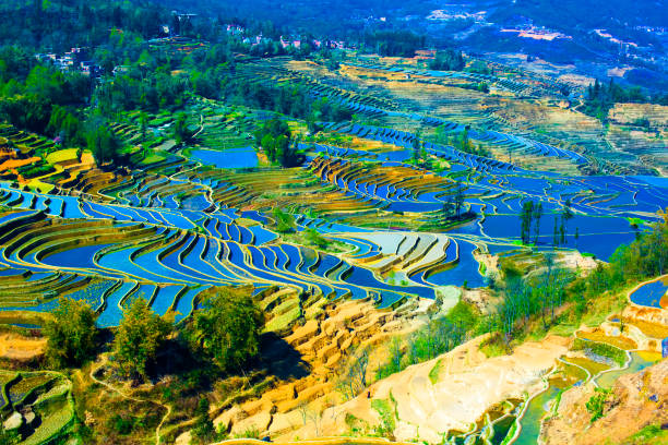 A scenic view of honghe hani terraced fields