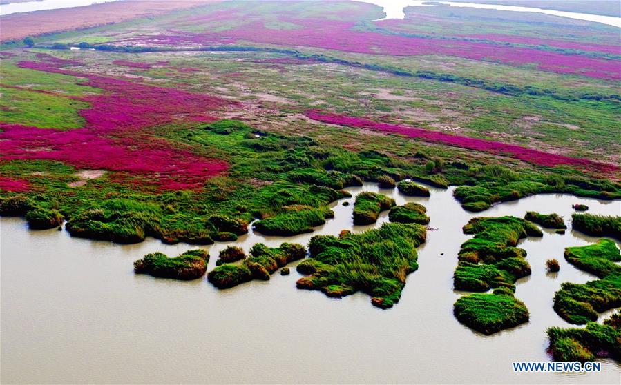 A scenic view of hongze lake dike